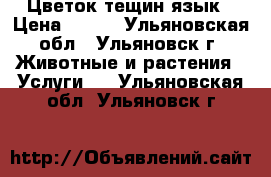Цветок тещин язык › Цена ­ 170 - Ульяновская обл., Ульяновск г. Животные и растения » Услуги   . Ульяновская обл.,Ульяновск г.